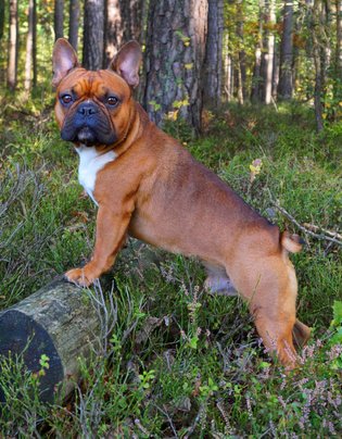 Französische Bulldogge Deckrüde Red Fawn